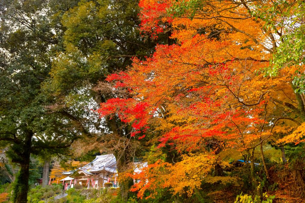 大聖寺紅葉.jpg