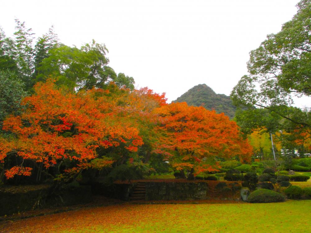 武雄市文化会館庭園紅葉.JPG