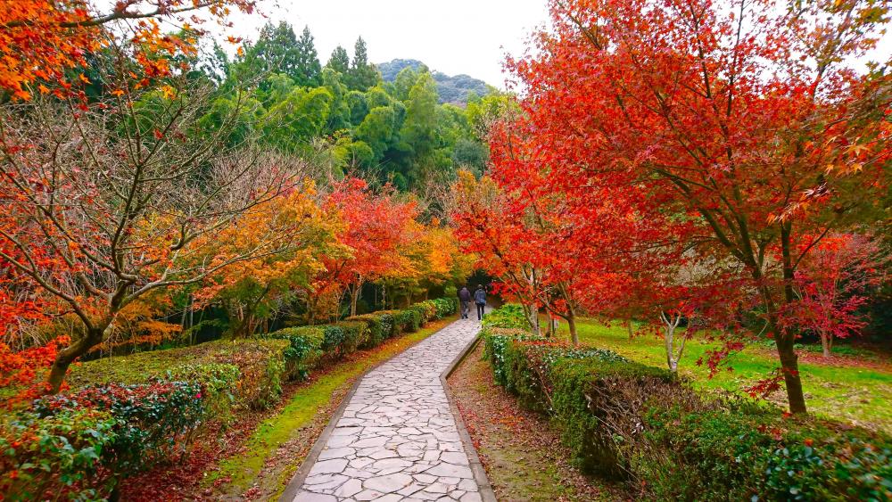 武雄神社紅葉10.JPG