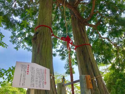 夫婦檜（武雄神社）.jpg