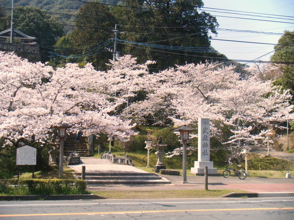 武雄神社　桜　2014(3).JPG