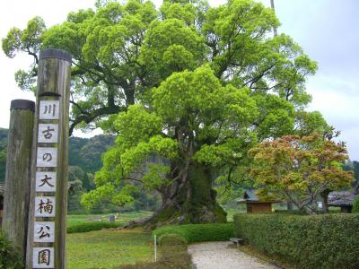 川古の大楠1.jpg