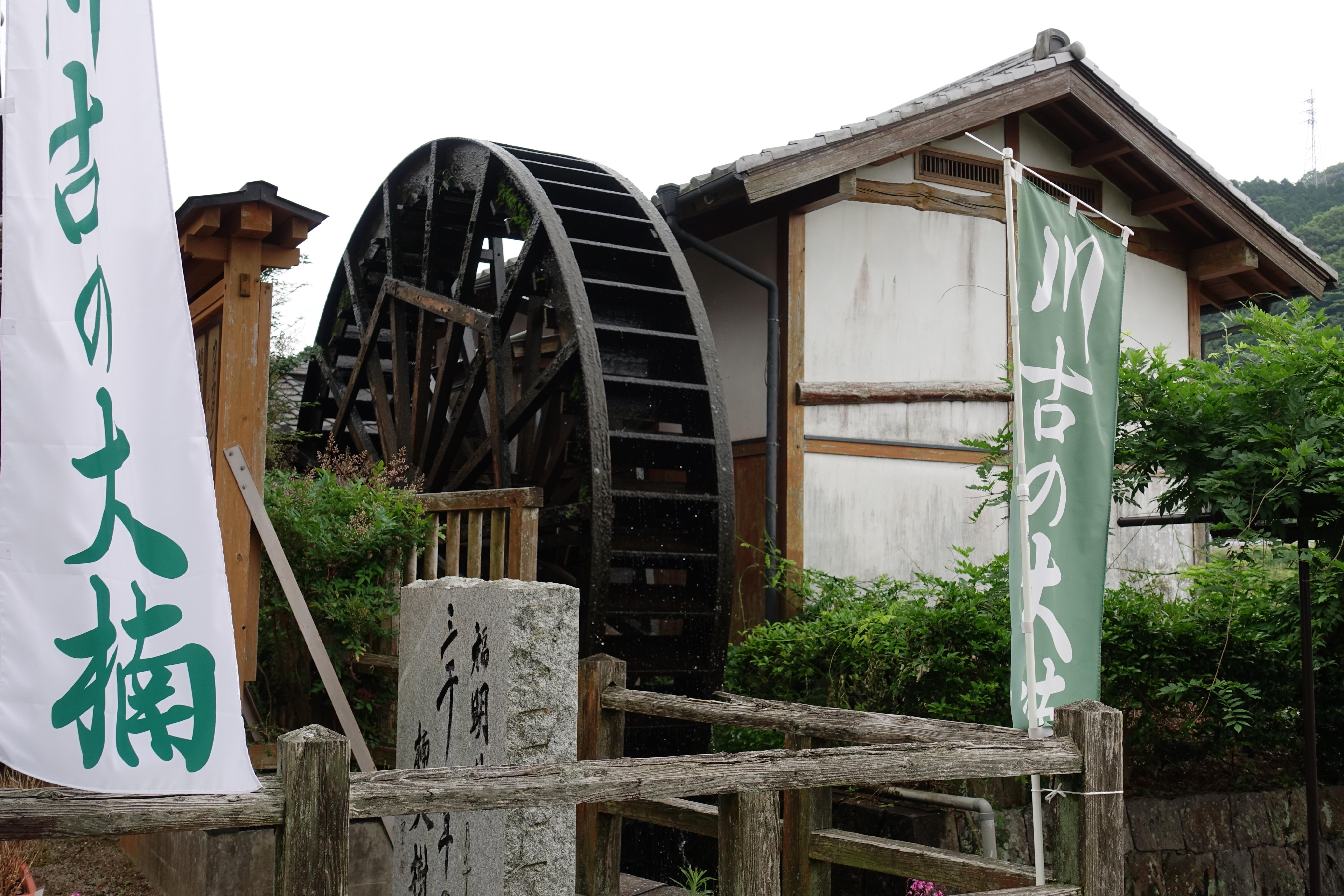 川古の大楠